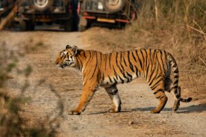 Jim Corbett Tour Package 2N/3D